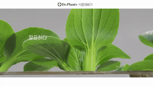 닥터플랜츠 그로단으로 생육하는 수경재배기 2세트 식물재배기 이미지 9