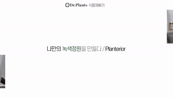 닥터플랜츠 그로단으로 생육하는 수경재배기 2세트 식물재배기 이미지 3